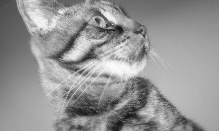 Limbajul trupului la pisici : gesturi și semnificații