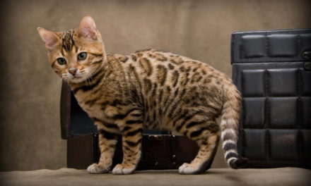 Topul celor mai scumpe rase de pisici din lume