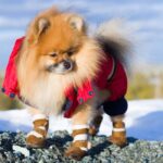 Cum să îngrijeşti lăbuţele câinelui pe timp de iarnă