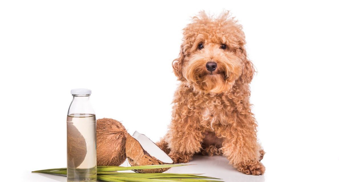 Moduri în care uleiul de cocos îţi ajută animalul de companie