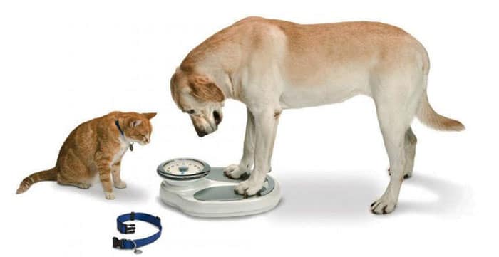 Obezitatea la animalele de companie