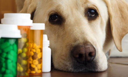 Cele mai toxice medicamente pentru animalele de companie
