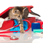 Kit de prim ajutor pentru pisici