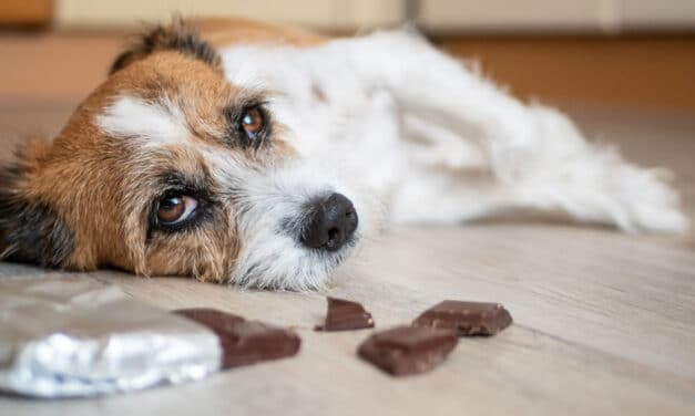 Este ciocolata toxică pentru câinele meu?