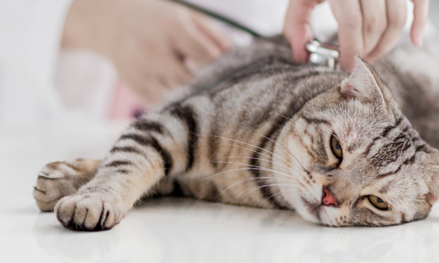 Ce să faci dacă pisica ta a mănâncat accidental otravă