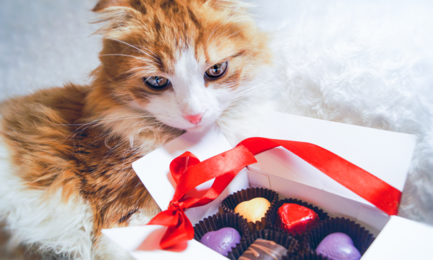 Este ciocolata toxică pentru pisica mea?