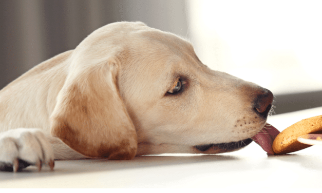 Intoxicația cu xylitol la câini