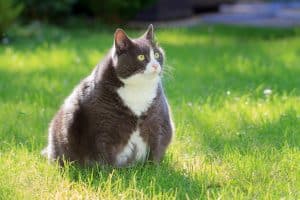 obezitatea-la-pisici