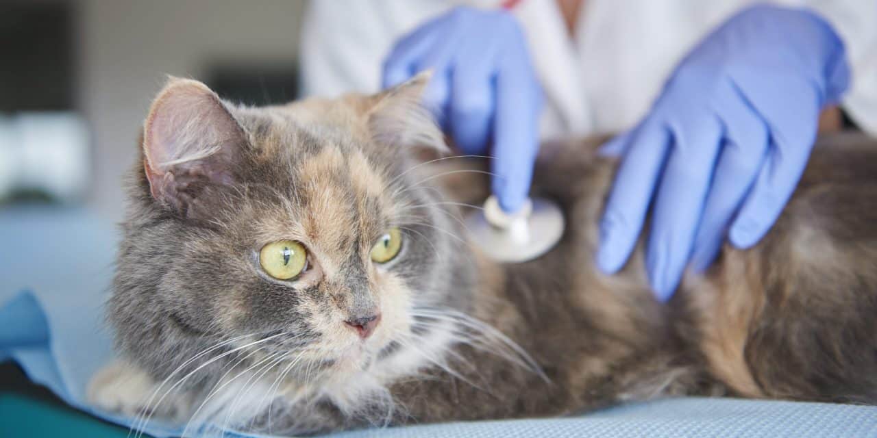 Lipidoza hepatică la pisici