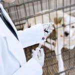 5 milioane de vaccinuri donate pentru eliminarea rabiei la câini