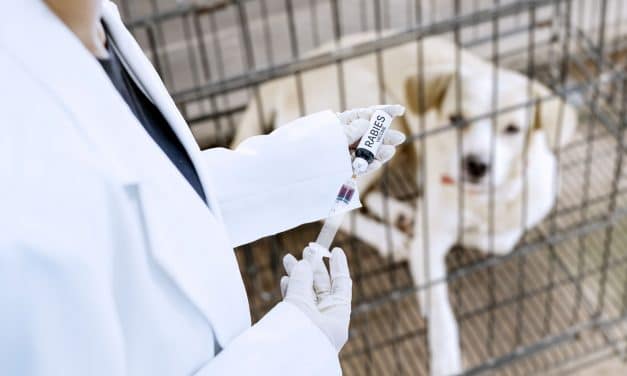 5 milioane de vaccinuri donate pentru eliminarea rabiei la câini