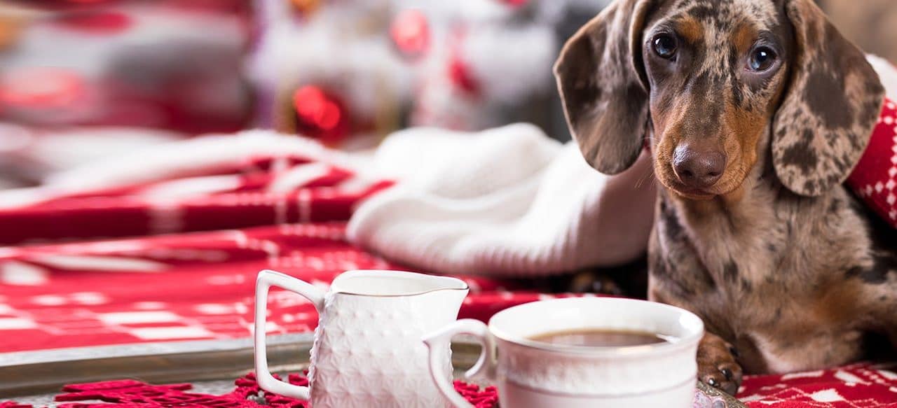 Cafeaua și pericolele cofeinei la câini