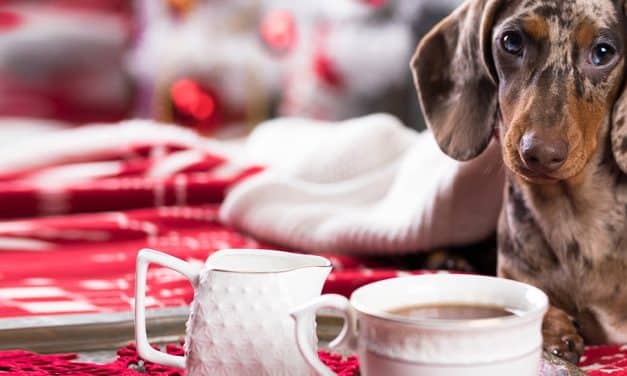 Cafeaua și pericolele cofeinei la câini