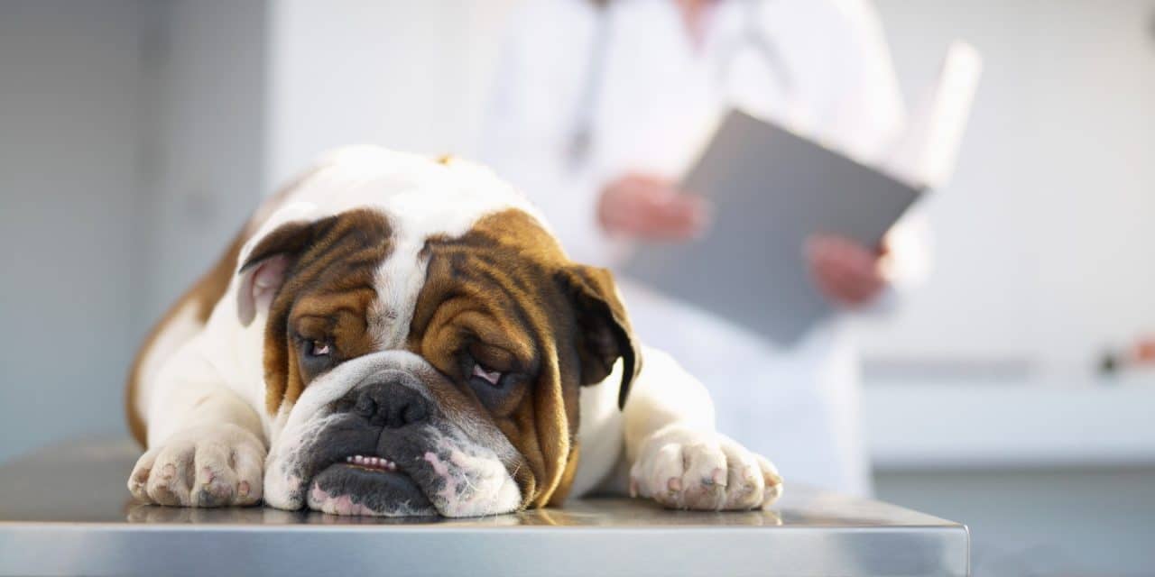 Hipoglicemia la câini