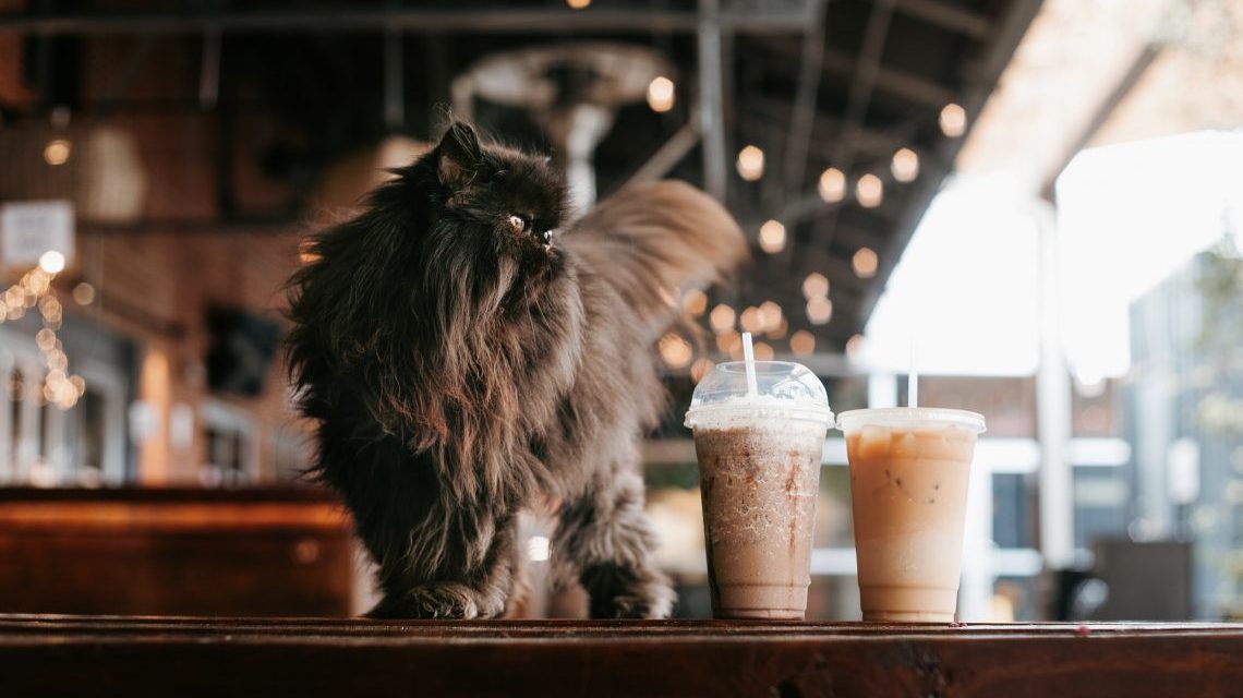 Cafeaua și alte pericole ale cofeinei pentru pisici