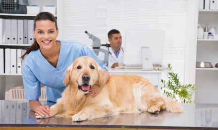 Du-ți câinele la medicul veterinar