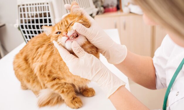 Igiena dentară la pisici