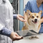 Ulcere gastrice și intestinale la câini