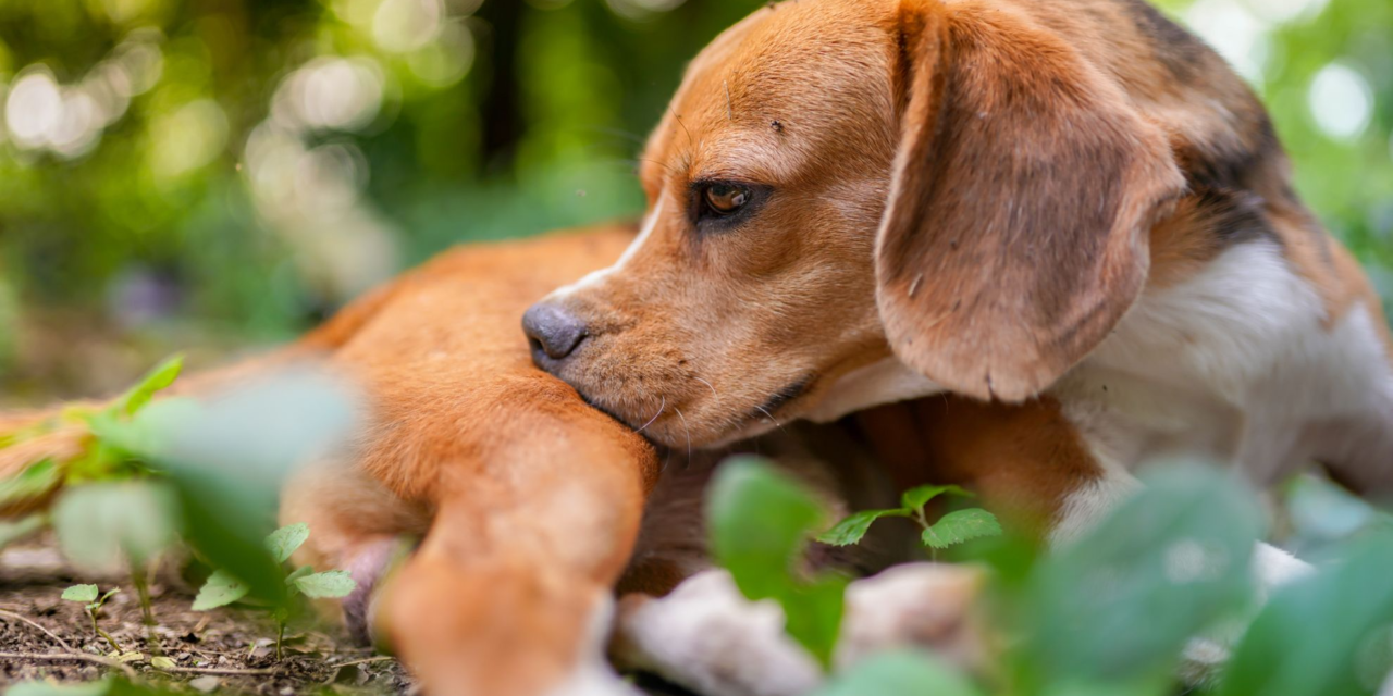 Dermatita atopică la câini