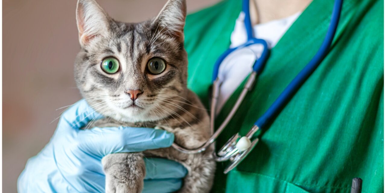Ce pot spune testele de sânge despre sănătatea pisicii tale