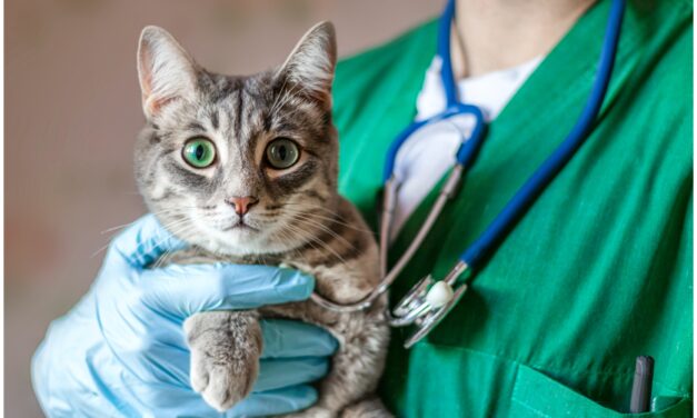Ce pot spune testele de sânge despre sănătatea pisicii tale