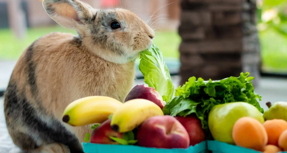 Cele mai bune fructe și legume pentru iepuri