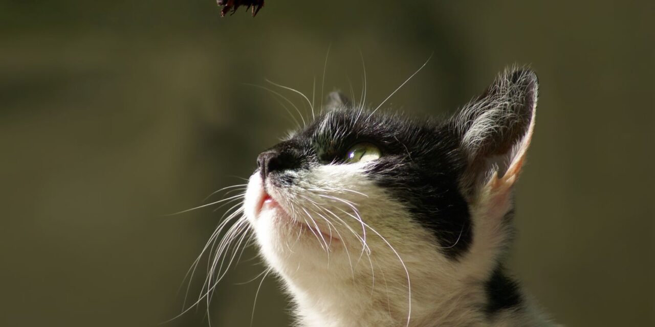 Insectele și pisicile