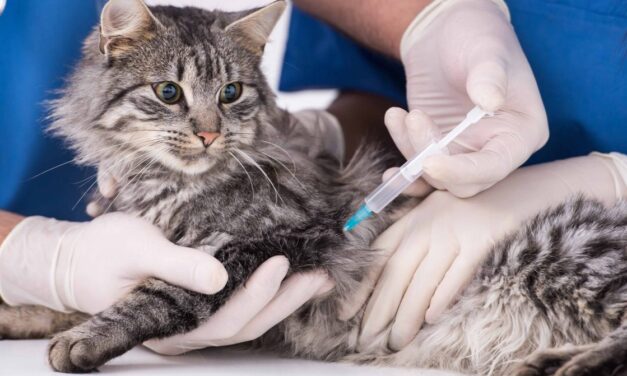 Vaccinarea la pisici – tot ce trebuie să știi