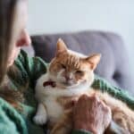 Îngrijirea pisicilor în vârstă