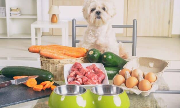 Nutrienții necesari pentru o alimentație corectă la câini