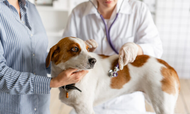 Importanța examenelor de sănătate la câini