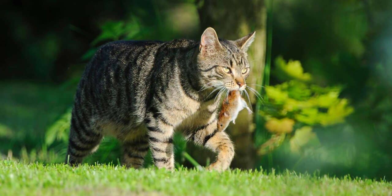Toxoplasmoza la pisici